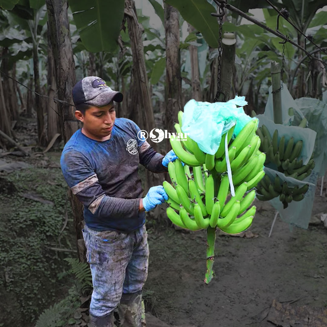 Colombia impone arancel del 30% y bloquea ingreso terrestre de productos ecuatorianos