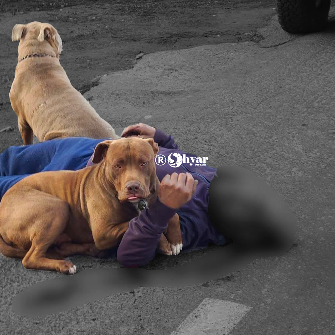 Atropellamiento en la vía E35 deja un herido y una escena de lealtad que conmovió a rescatistas