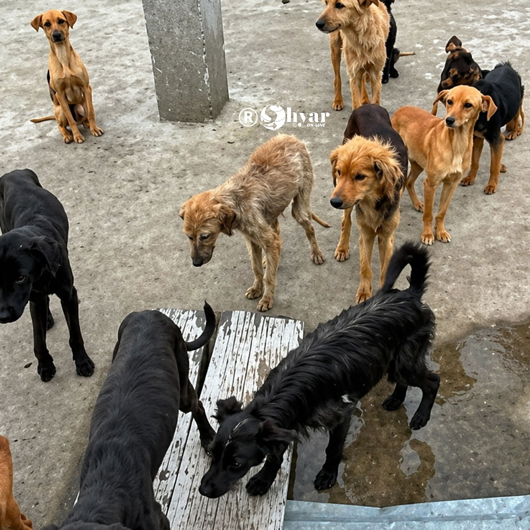 Hallan 18 perros en hacinamiento y desnutrición en vivienda de Quito