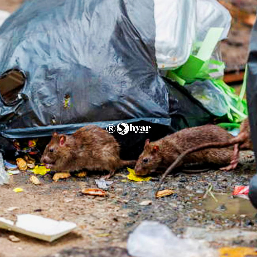Crecen los roedores en Guayaquil y encienden alertas sanitarias
