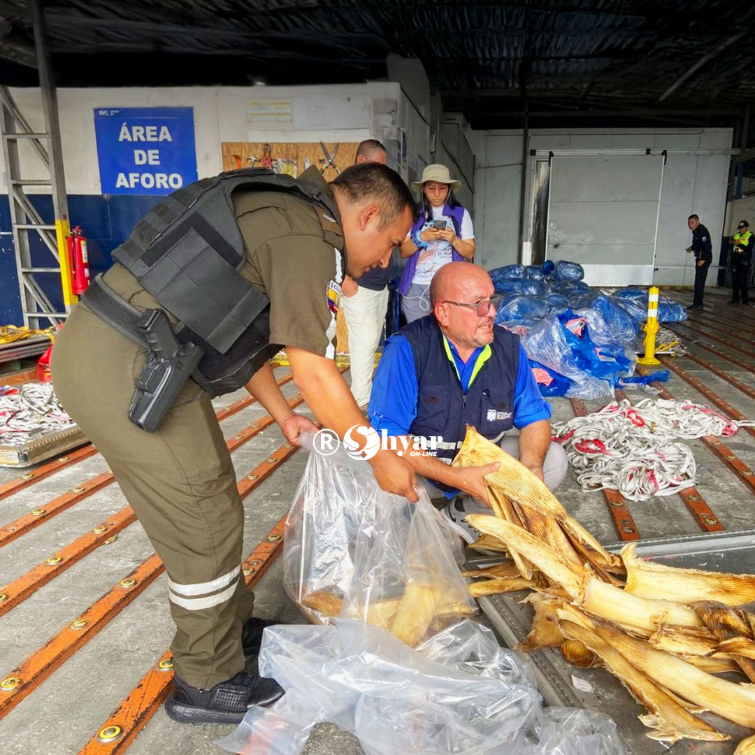 Decomisan 21.897 aletas de tiburón en aeropuerto de Guayaquil
