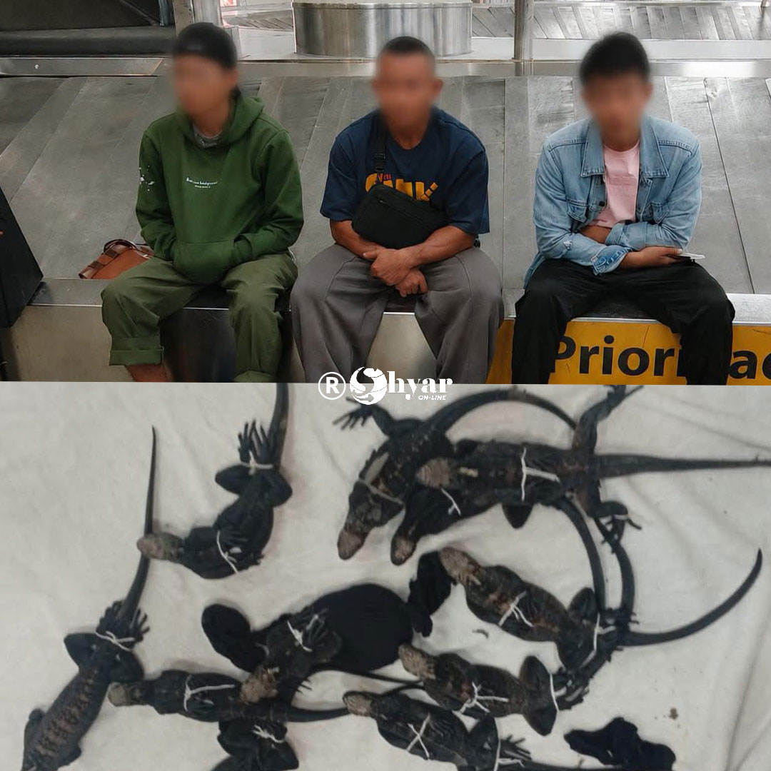 Hallan iguanas marinas de Galápagos dentro de maletas en Guayaquil