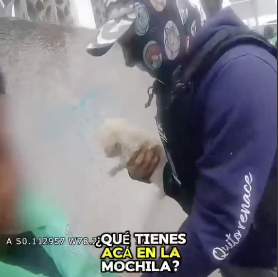 Cachorros encontrados en condiciones precarias en mercado de Quito