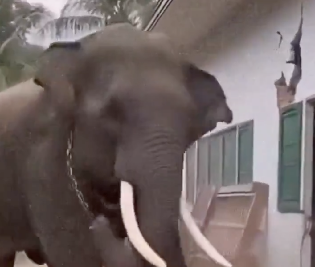 Elefante se liberó durante una festividad y causó destrozos en Varanasi
